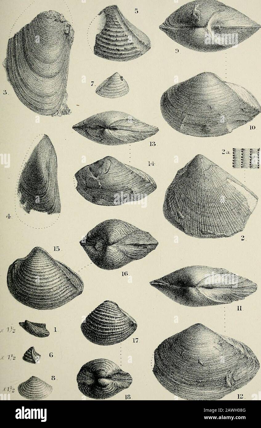 The Quarterly journal of the Geological Society of London . Michael i Mintein Bros . imp. JURASSIC MOLLUSCA FROM MADAGASCAR. Quart. Journ.Geol. Soc .Vol. LI. PL III.. /lichael dpi et lith. Mintem Bros . imp. JURASSIC M0LJAJ5CA FROM MADAGASCAR. Vol.51.] MK. E. B. NEWTON ON FOSSILS FROM MADAGASCAR. 91 Khynchonella (allied to) variabilis, Sehlotheim. „ plicatella J. de 0. Sowerby. I ^^ Oolite „ conctnna, J. bowerby. | „ obsoleta, J. Sowerby. J „ (allied to) tetrahedra, J. Sowerby. Lias & Lower Oolite. Echinodermata. Pentacrinus, sp. Lias (?). Acrosalcnia, sp. Lias. Stomechinus (allied to) bigranu Stock Photo