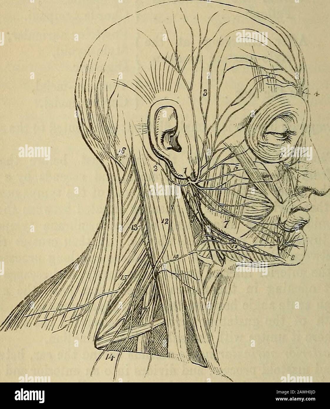 The anatomist's vade mecum : a system of human anatomy . ylo-hyoicl branch is distributed to the stylo-hyoid muscle,and communicates with the carotid plexus of the sympathetic. The Digastric branch supplies the posterior belly of the digastricusmuscle, and communicates with the glosso-pharyngeal and pneumo-gastric nerve. The Temporo-facial gives off a number of branches which are dis-tributed over the temple and upper half of the face, supplying themuscles of this region, and communicating with the branches of theauriculo-temporal, subcutaneus malae, lachrymal, and supra-orbital 448 FACIAL NER Stock Photo