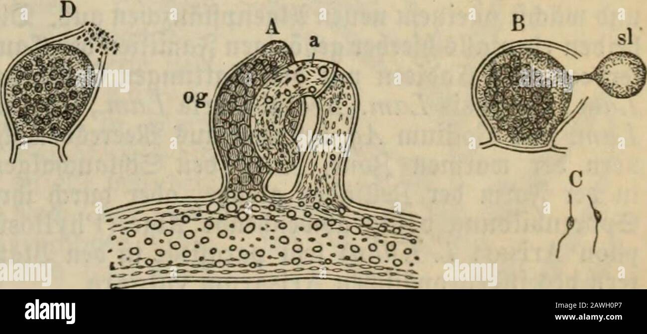 Meyers Konversations-Lexikon : eine Encyklopädie des allgemeinen Wissens . Pleurosigmaangulatum.. ©efrudjtung toon Vaucheria.A ein Stüd ber &lt;£ä)lai6)tüt mit 3lntf)eribiuin (a) unb Cogo»nium (og); B fleöffneteä Dogoiiium, ba§ einen Sd;leimtropfen(sl) ausflögt; C bie mit ^mei SBimpetn berfe^nen Spetmatoio.ben;D 3ln.[ammlung ber Spermatoioibeu am CSingang ber Oogouien. bieein3eüige, colinbrifa)e, unoer3roeigte3etrfäbenmitringförmigen (Sfjloropfypllbänbem barftellen. ^^reDogonien unb 2lntl)eribien entfielen in geroö^n=lidjen, ben oegetatioen gleiten 3etlen beS ^abenSunb öffnen fta) für ben 2l Stock Photo