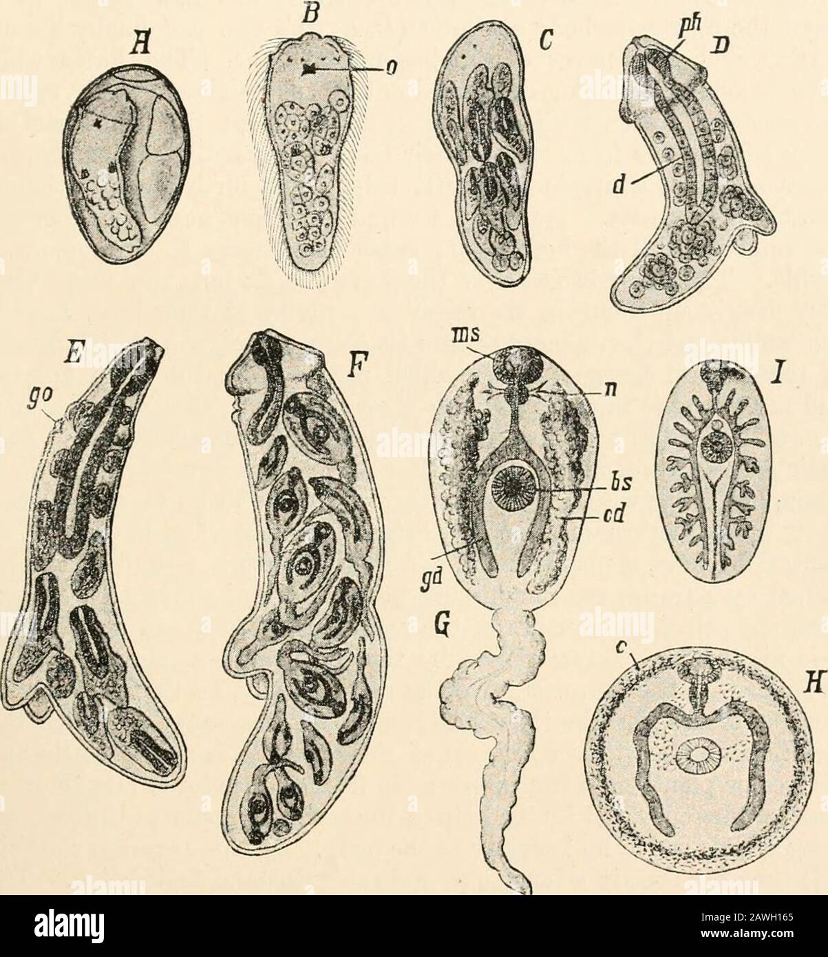Text-book of comparative anatomy . evelopment and life-history of the endoparasitic or digeneticTrematoda is remarkably complicated. We choose as an example thetolerably complicated life-history of the fluke, Distoma hepaticum(Fig. 119), which is parasitic in the liver of the sheep, causing the sheep rot. The eggs of the fluke leave the liver of the host by thebile ducts, pass into the intestine, and are ejected with the excrement.They only develop when they meet with water. In this case theredevelops in the egg shell (A) a ciliated embryo, which leaves the Ill PL AT ODES— LIFE-HISTORY OF TREM Stock Photo