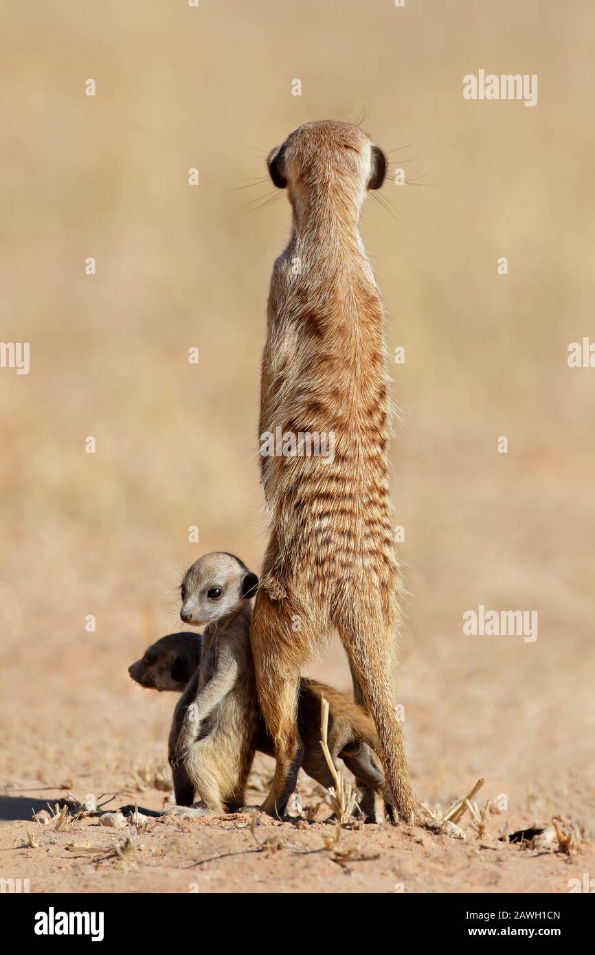 Alert meerkat (Suricata suricatta) with curious babies, Kalahari desert, South Africa Stock Photo