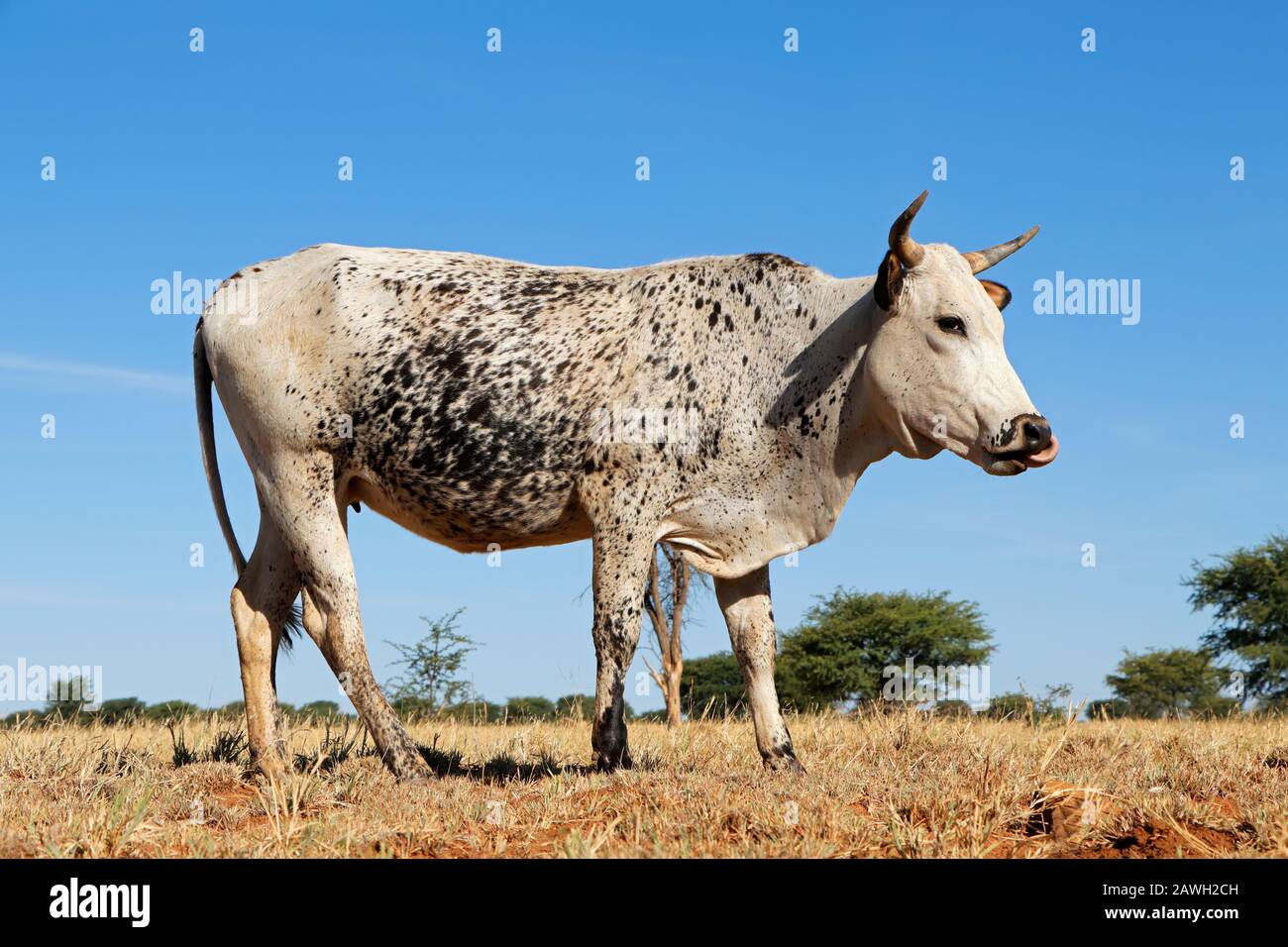 Nguni cow - indigenous cattle breed of South Africa - on rural farm Stock Photo