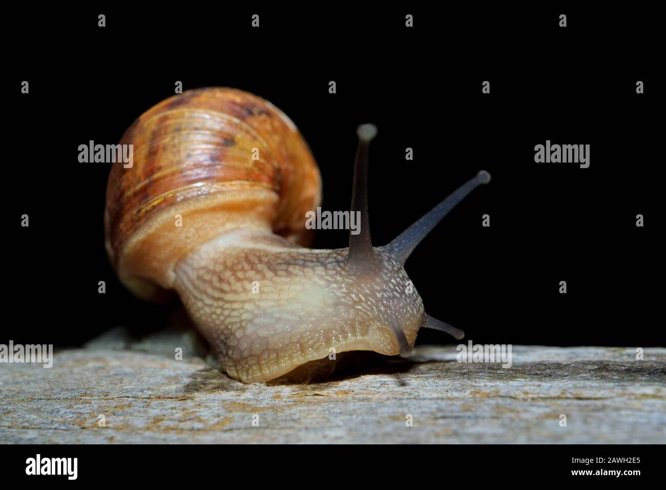 Nocturnal garden snail (Cornu aspersum) on the move with extended tentacles Stock Photo