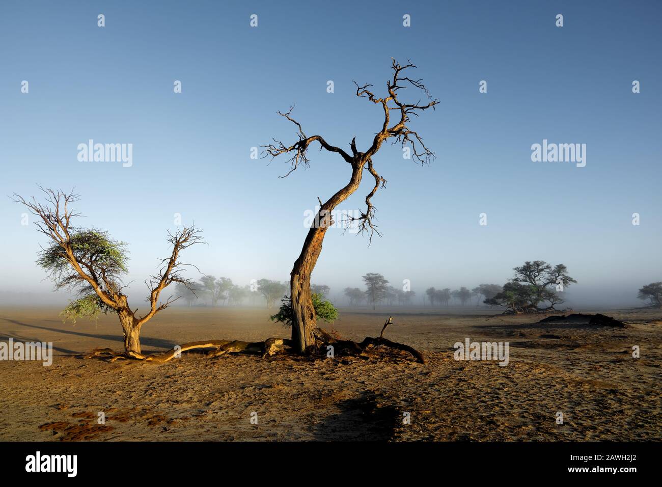 Landscape with trees in mist, Kalahari desert, South Africa Stock Photo