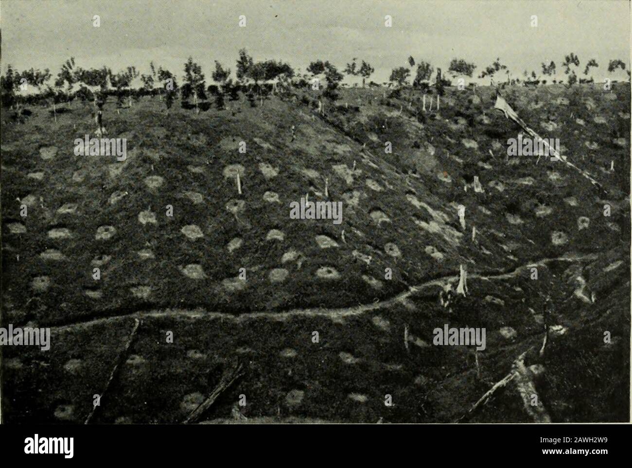 The rubber tree book . Fig. 62.—View of Sungei Ular Estate, showing Grass growing between Rows of Trees to prevent Soil-wash.. Fig. 63.—Hill Slope with Covering of Ageratum Mexicanum to prevent Soil-wash.Trees Circle-weeded. WASH OF SOIL 239 long water-pits, which serve the double purpose of retainingwashed-away soil and rain, which would otherwise run off inthe drains. These pits are dug along the sloping ground, as illustratedin the sketch given overleaf. They cost G.8 per acre to dig outin Java, but the great drawback is that every heavy shower ofrain leaves them filled up with soil and the Stock Photo