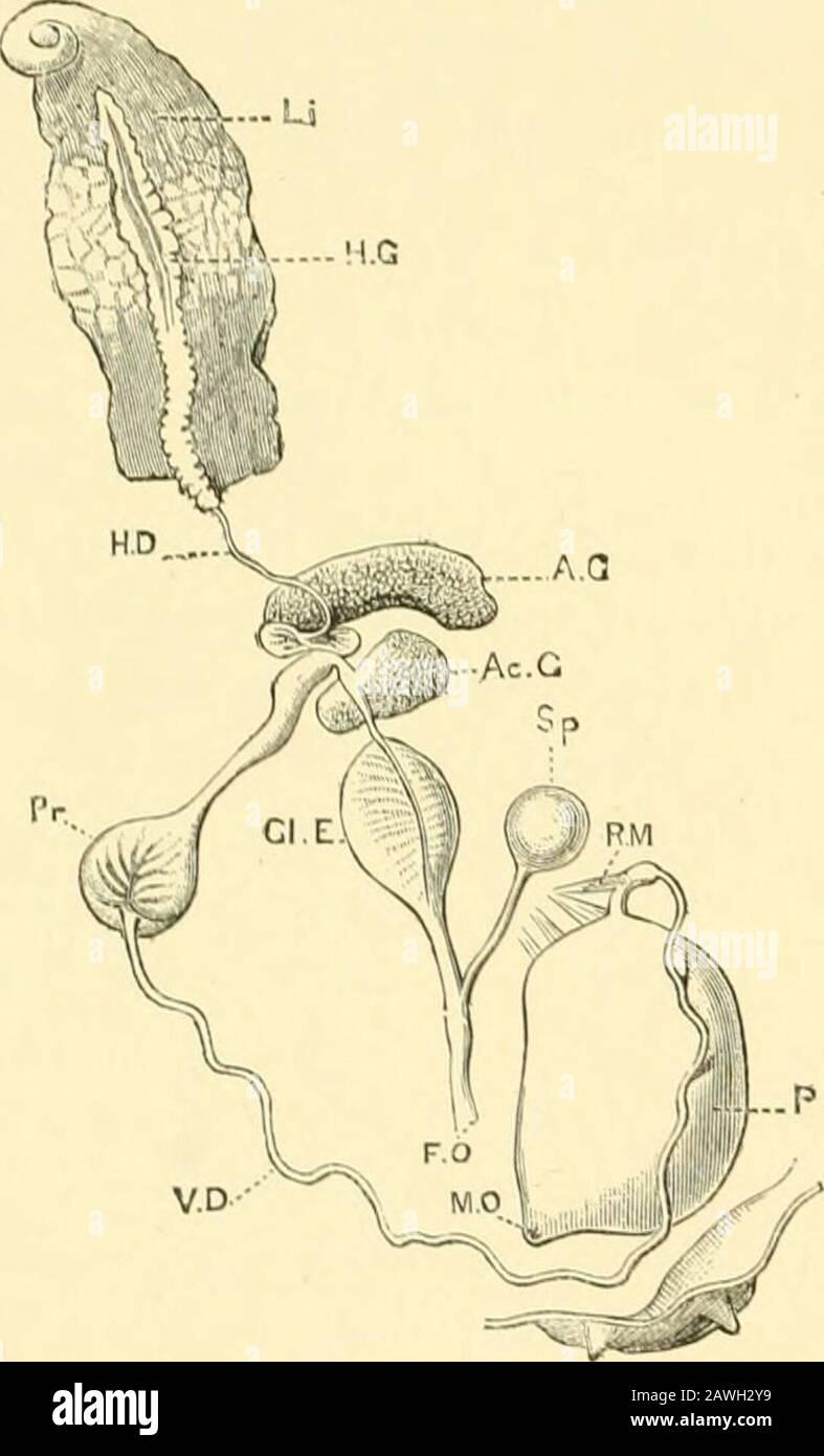 The Cambridge natural history . from the vas deferens,it
