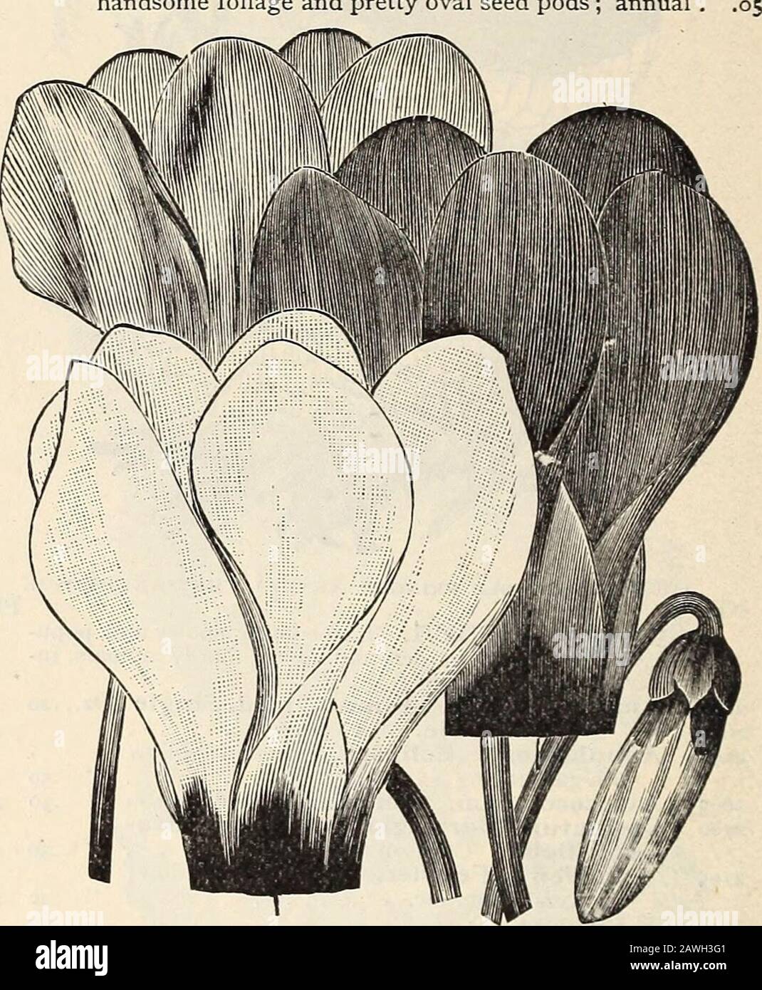R& JFarquhar and Co'scatalogue, 1897 : reliable tested seeds plants, bulbs fertilizers tools, etc. . ade .80 Red No. COREOPSIS. See Calliopsis. 3020 COSMANTHUS Fimbriatus. Pkt. petals; flesh. Fine annual; fringedThree-fourths foot 05 3025 COSMIDIUM Burridgianum. Large, velvety. Core-opsis-like, brown flowers; annual. Two feet ... .053030 — Engelmanni. Vellow; fine 05 30553060 COWSLIP. (Primula Veris.) Charming, very early-flowering, dwarf perennial.Finest Mixed Vellow. Wood Primrose of Britain 3065 CREPIS. (Hawk Weed.) Showy, hardy annual; blooms all summer. One foot . 05 3070 CRUCIANELLA Styl Stock Photo