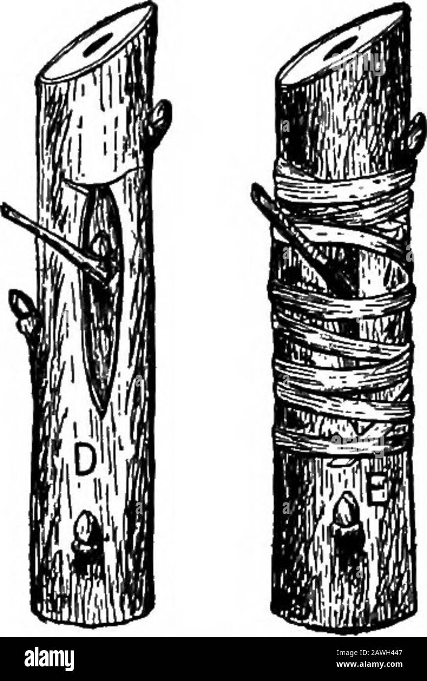 Productive farming . Fig. 18.—Method of budding a young fruit tree. A, the bud and surroundingparts cut from a good variety; B, the T-shaped cut in bark of tree to be budded;C« the same rolled back ready to receive the good bud; D. the good bud set in placeunder bark; E, the bud and bark tied securely in place with waxed knitting cottonor with raffia fiber. Peach and plum scions or budding sticks are cut fromthe new growth on the trees of the desired varieties. Theleaves are trimmed off, but stems are left near each bud toaid in handling when the bud is removed from the scion.The buds are inse Stock Photo