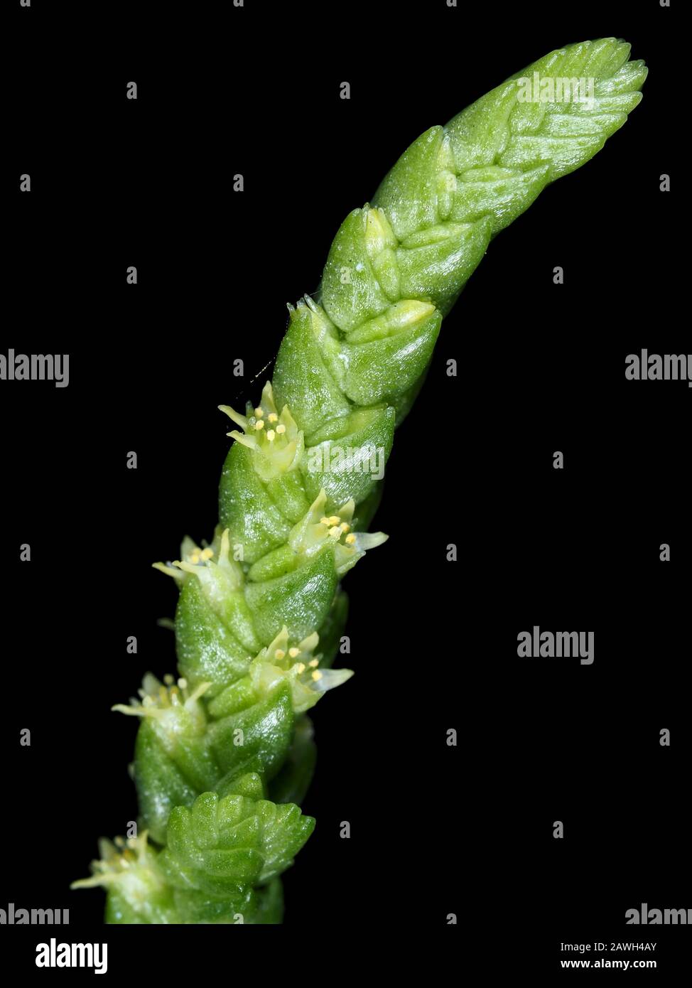 Crassula lycopodioides plant close-up Stock Photo