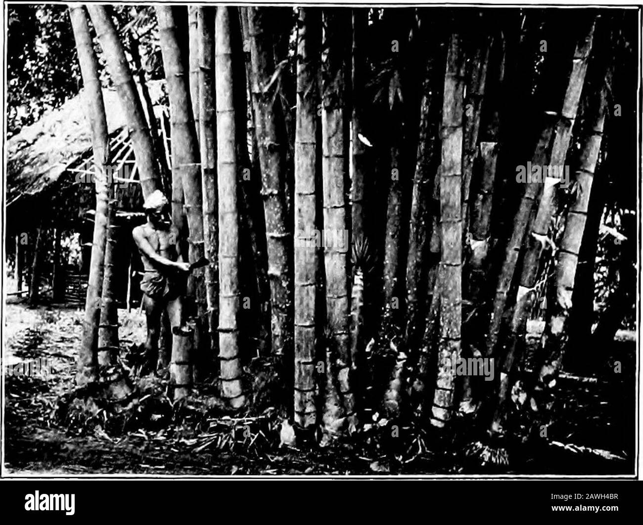 Burma . HO USE-B UILDING 57. 122. CUTTING GIANT BAMBOO (WABO). and the roof-rafters. Straighttrees are selected for posts, andare either left plain, or thesapwood is dressed off, or theyare dubbed octagonal, and thetimbers are rough-hewn withthe dd. Posts of hard anddurable wood {pyinkado) arealso squared, and the scantlingfor the timbers cut with thesaw. A special significanceattaches to the posts of thehouse. It is thought unluckyif birds alight on them beforethey are roofed in. Sham bowsand arrows are set at the heads of the posts to scare them ihugemmand). Besidesthe miniature bow-and-arro Stock Photo