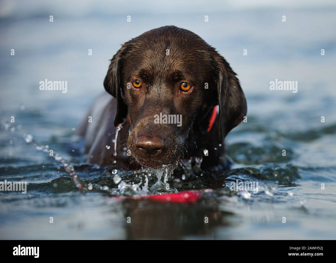 Chocolate labrador wet hi-res stock photography and images - Alamy