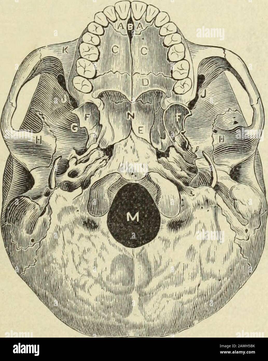 The Dental cosmos . te bone; E, body of sphenoid bone; F, ptery-goid process of sphenoid ; G, great wing of sphenoid ; H, location of glenoid fossa; J, spheno-maxillary fissure ; K, malar process of superior maxillary ; M, foramen magnum ; N, nasal sep-tum (vomer). In making the accompanying drawing (Fig. 4) [making drawing incharcoal] I desire to assist in establishing a system of thought by whicha clearer comprehension can be had of the time and order of the erup-tion of the teeth, the progressive stages of development of the maxil-lary bones after birth, and to assist in illustrating the ca Stock Photo