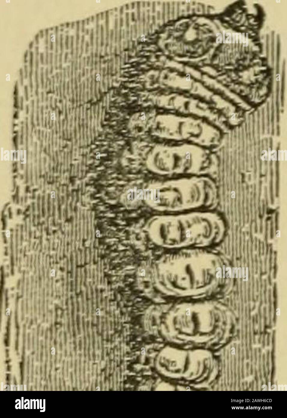 Quinces Insects Quince cultureAn illustrated hand-book for the propagation and ...