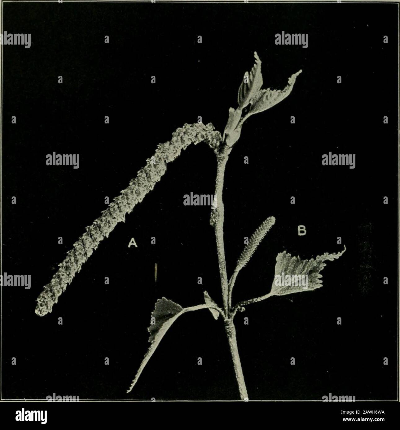 The flower and the bee; plant life and pollination . Fig. 5. Bayberry. Myrica carolinensisA, fertile catkins; B, sterile catkins, producing only pollen. A wind-pollinated shrub THE FLOWER AND THE BEE elm are largely herniai)]ir(){lite or perfeet, and self-pollinationis to a great extent prevented by the stigmas maturing earlierthan the anthers. Both the staminate and pistillate flowers. Fig. 6. Gray Birch. BetvJa populifolia A, fertile catkin; B, staminate catkin. A wind-pollinated tree of the ash are in clusters, and in our sj)ecies are usually ondifferent trees. All of these genera possess c Stock Photo