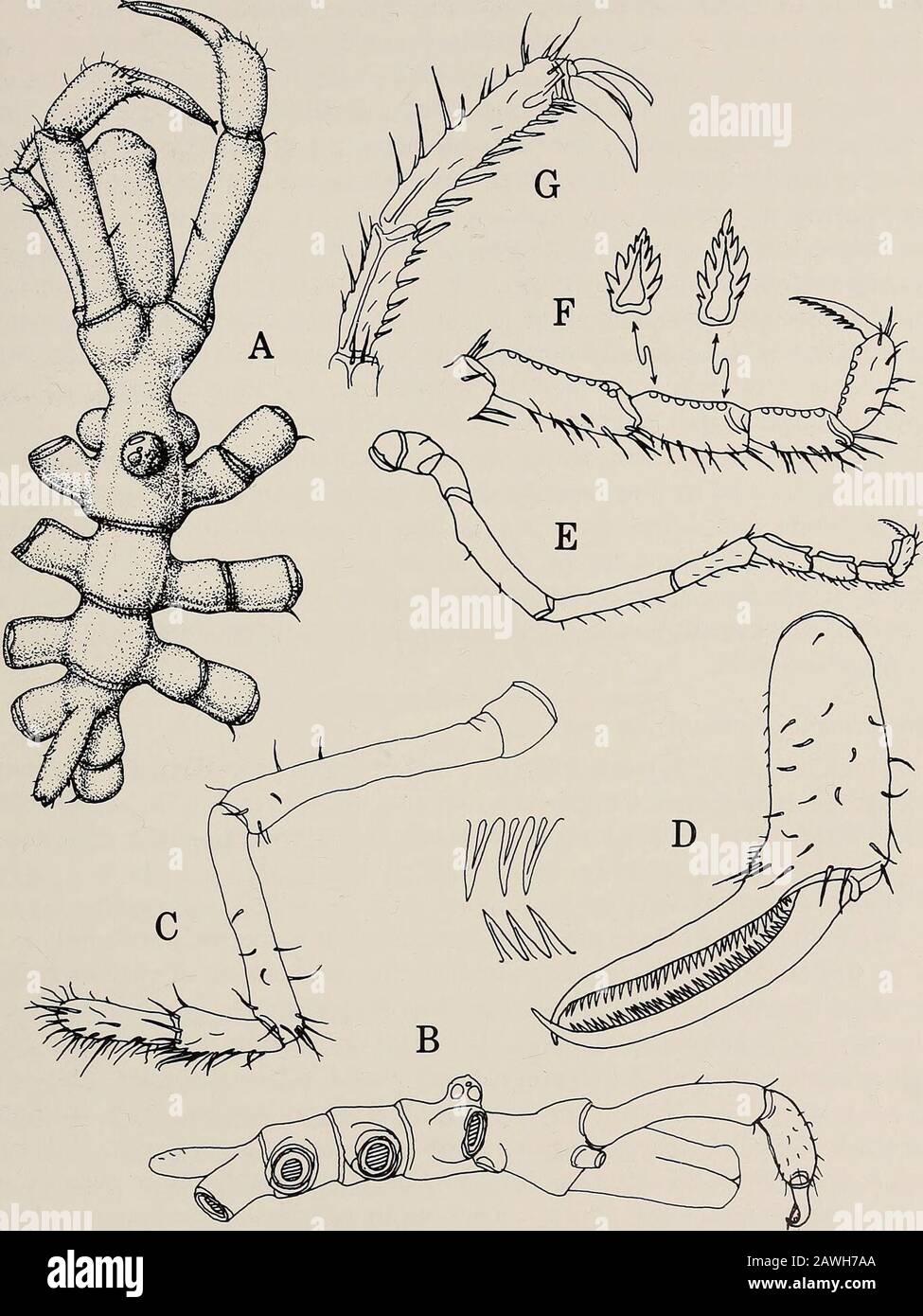 Annals of the South African Museum = Annale van die Suid-Afrikaanse Museum . ique specimen. Nymphon paralobatum sp. nov.Fig. 12 Material Transkei area. Holotype, SAM-A19571, SM 226, 32°28,6S 28°58,8E,710-775 m, 1 9. Description Moderately small, leg span 24,4 mm. Trunk completely segmented, ratherslender, lateral processes short, little longer than their diameters, separated byabout their diameters, glabrous. Neck short, oviger bases slightly anterior to firstlateral processes; ocular tubercle between oviger bases and first lateral pro-cesses, short, not as tall as wide, with tiny apical papil Stock Photo