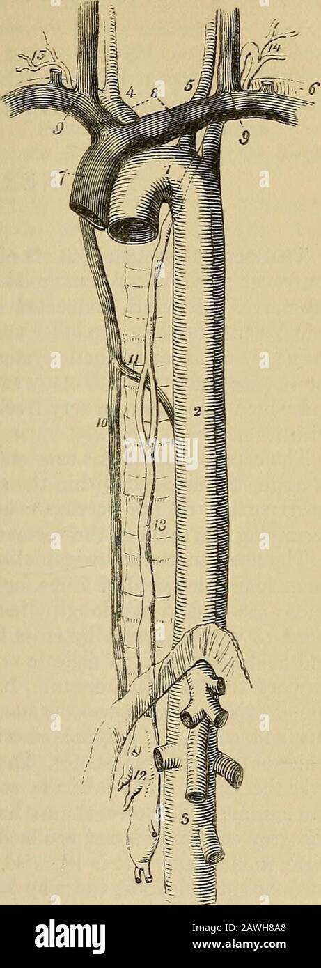 The anatomist's vade mecum : a system of human anatomy . s principalbranches divided near theirorigin. 4. The arteria innomi-nata, dividing into the rightcarotid and right subclavian ar-teries. 5. The left carotid. 6. The left subclavian. 7. Thesuperiorcava, formed by the union of, 8, the twovense innominatse ; and these by the junction, 9, of the internal jugular andsubclavian vein at each side. 10. The greater vena azygos. 11. The termi-nation of the lesser in the greater vena azygos. 12. The receptaculum chyli;several lymphatic trunks are seen opening into it. 1.3. The thoracic duct,dividin Stock Photo