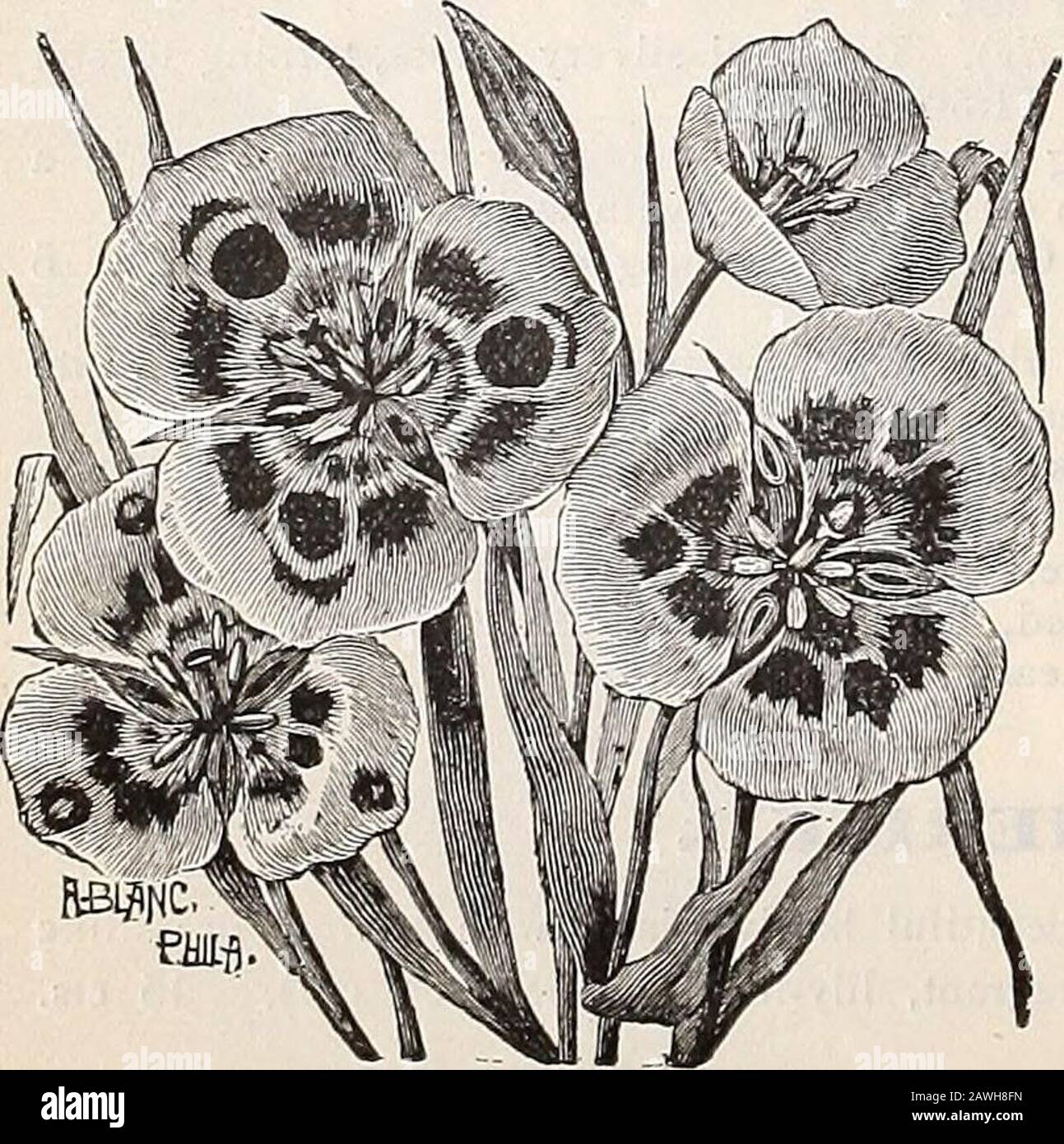 Dreer's autumn catalogue : 1899 bulbs plants, seeds, etc . Double Anemones.. Calochortus. odd arrangement.per doz. Mixed Varieties. In many beauti-ful colors. 3 for 8 cts., 25 cts. per doz.,§1.50 per 100. CALOCHORTUS (^Mariposa, or B titter fly Ttdip). Very beautiful California bulbs, bloom-ing in summer. The flowers are of richand brilliant colors in various shades ofwhite, purple, and yellow, borne on stiff,slender stalks, 8 to 20 inches hi,:;;h, from afew to 15 or 20 flowers on a stalk.Mixed. A selection of the hardiest varieties. 3 for 10 cts., 30 cts. per doz., $2.00 per 100. % Doz. Doz. Stock Photo