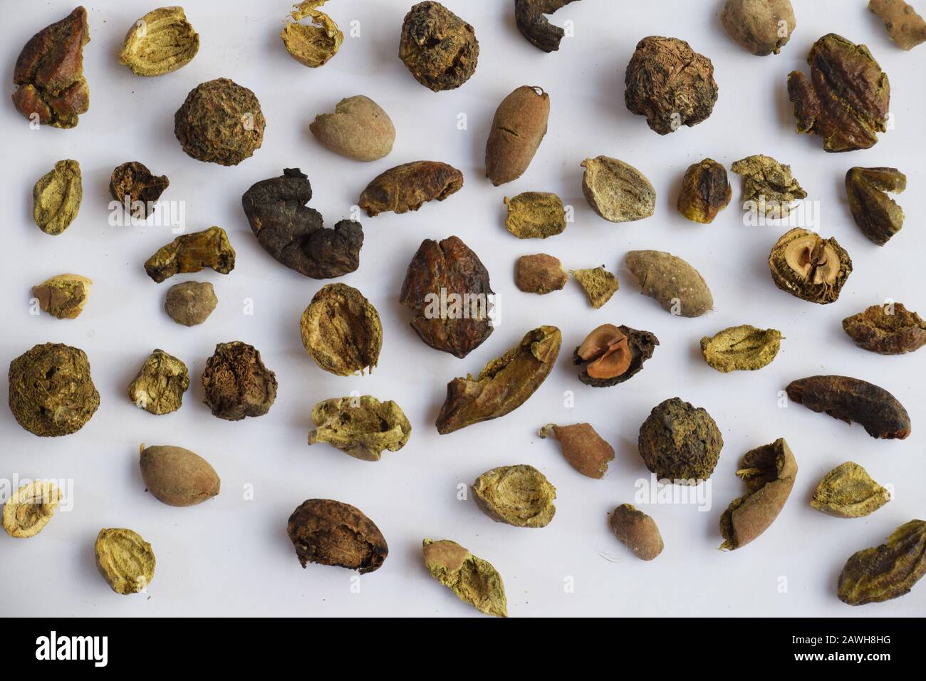 Dried Triphala Ancient medicine herb used to detoxify antioxidant. With and without seeds in white backgroud Stock Photo