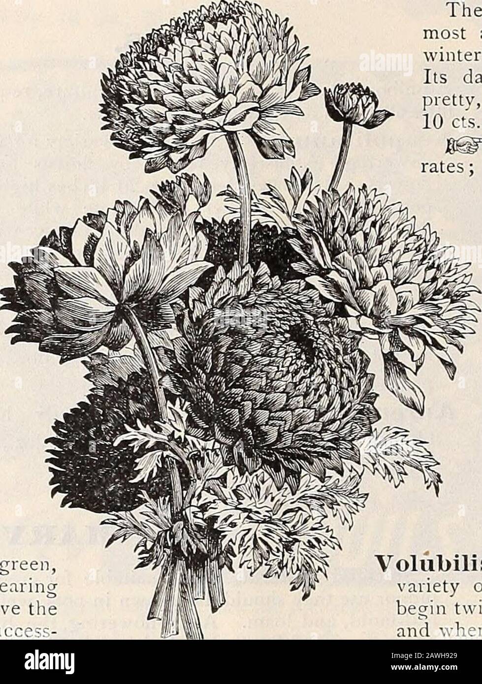Dreer's autumn catalogue : 1899 bulbs plants, seeds, etc . Scarlet. Price any of the above, 3 for 12 els., 40cts. per doz., S3.00 per 100.Double Mixed. All colors. 3 for 8 cts., 25 per doz., ^1.50 per lOO. SINGLE ANEMONES. Sing-le Brilliant Scarlet. Single White Single Mixed ANEMONE ANOMATHECACRUENTA. A pretty little bulbous plant from SouthAfrica, which is quite hardy with slightprotection, but does best wdien grown inframes or a cool greenhouse. Grows 8 to12 inches high, producing in quantitypretty flowers ^- inch across of a dazzlingrosy carmine color, with a dark crimsonspot on the three l Stock Photo
