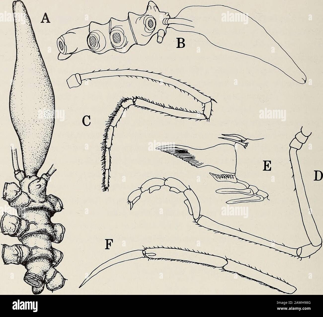 Annals of the South African Museum = Annale van die Suid-Afrikaanse Museum . ent. Each segmentposteriorly flaring, decreasing in size towards posterior. Lateral processesextremely short, not as long as their diameters, separated by slightly less thantheir diameters, armed with one dorsodistal seta or glabrous. Cephalic segmentnarrow anteriorly, with small dorsolateral knob above palp insertion. Oculartubercle low, conical, as tall as basal diameter, eyes indistinct, unpigmented.Abdomen extremely short, reaching to just beyond posterior lateral processes,carried obliquely ventrally, glabrous. P Stock Photo