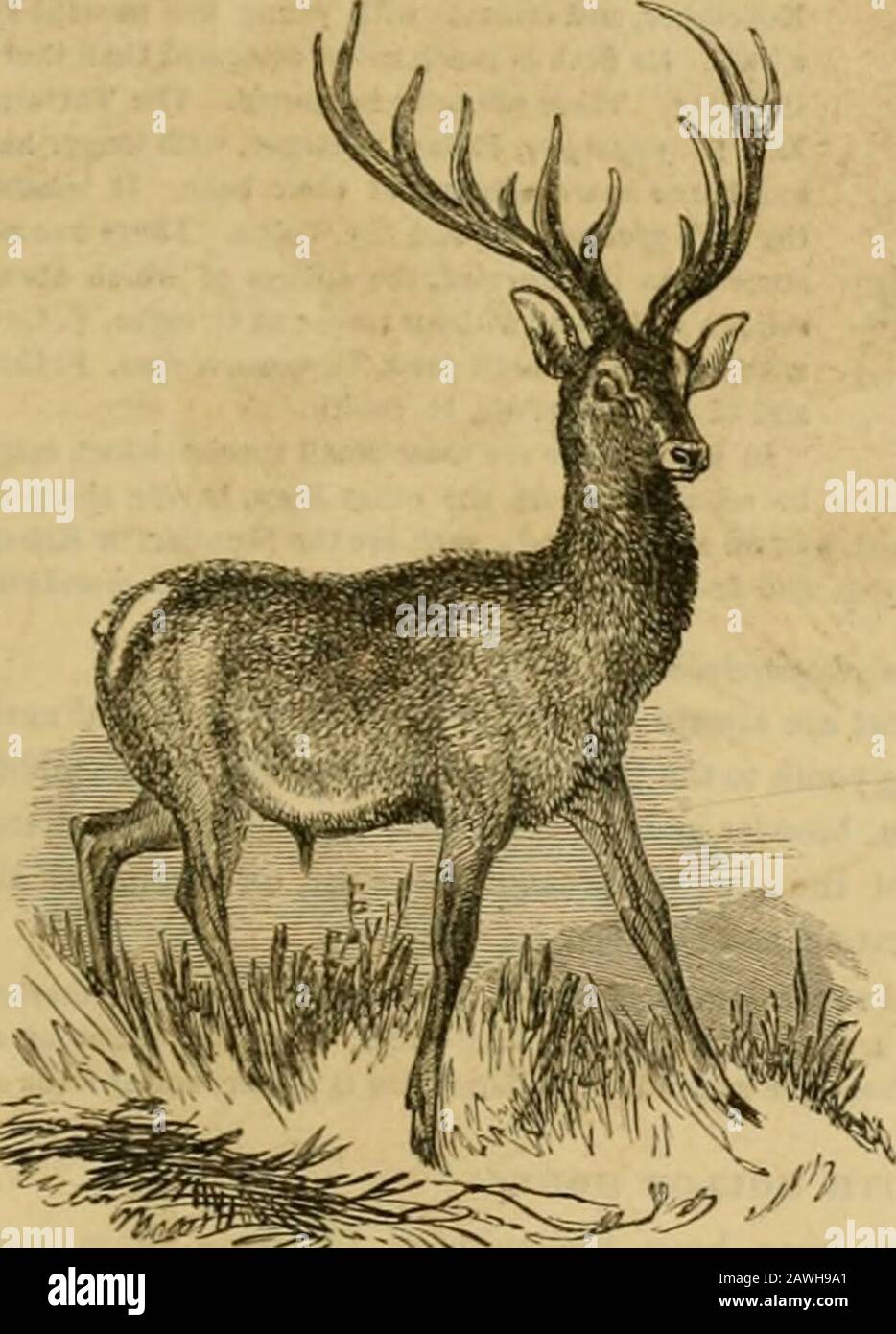 The animal kingdom : arranged after its organization, forming a natural history of animals, and an introduction to comparative anatomy . r edge dentelated. After a certain age itshrinks, and splits irregularly into several slips.This species, the Platyceros of the ancients, has be-come common throughout Europe, but appears tohave been originally from Barbary. A blackish varietywithout spots [even in the fawns] is not unconnnon.Tlie species with round antlers are more nume-rous. Those of temperate climates change colour,more or less, with the seasons. The Common Stag, or Red Deer (C. elephas,Li Stock Photo