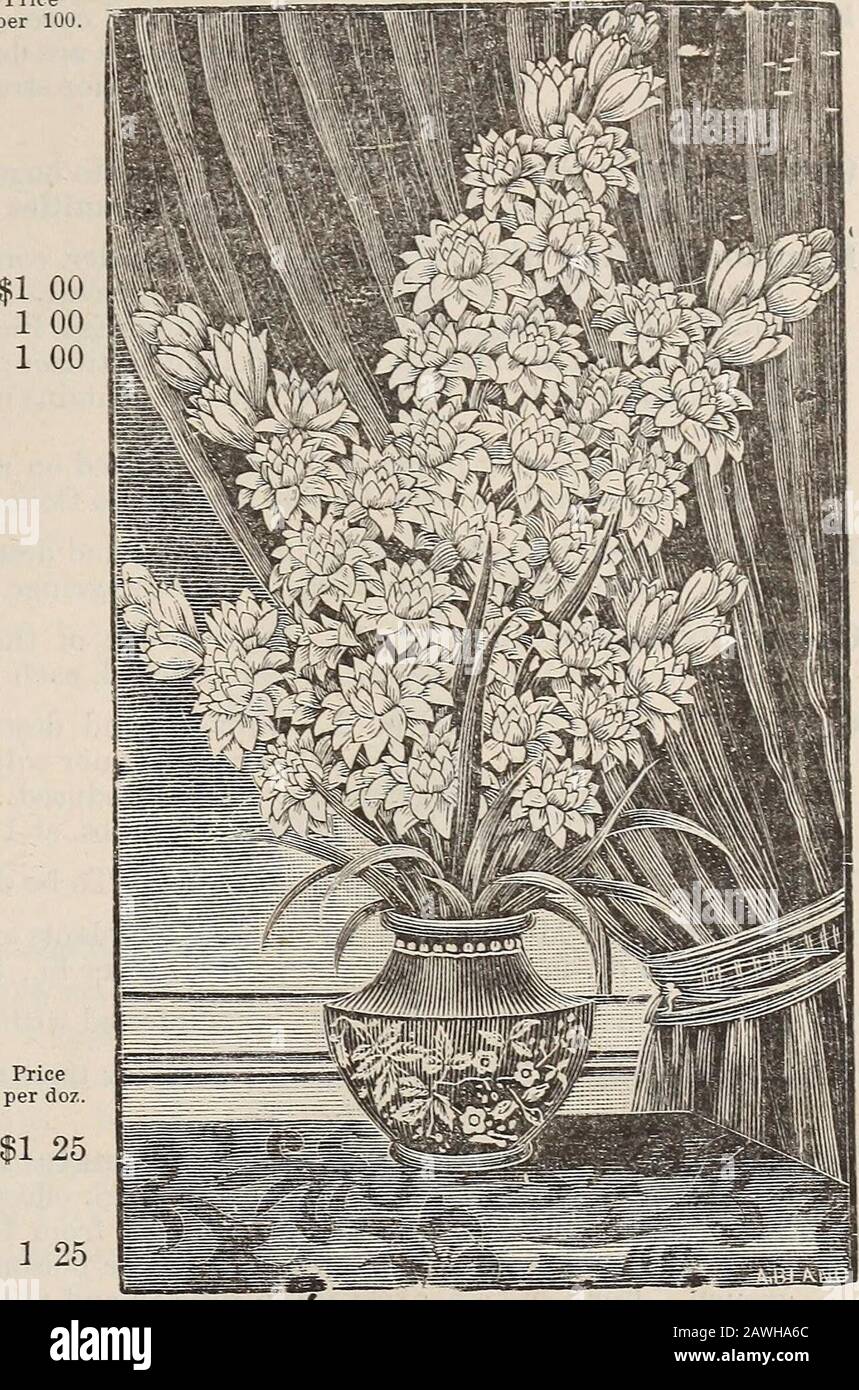 Catalogue of seeds, agricultural & horticultural supplies and guide for the garden, field & farm . Priceeach.. Ranunculus. 1 00 Tuberose Poli anthes Tuberosa. Price Price,per doz. per 100. Tuberose Polianthes Tuberosa. (See cut). One of the most beautiful summer and fall flower-ing bulbs in cultivation. Flowers pure white, and of exquisite fragrance. Ad-mirably adapted for cut flowers, and of easy cultivation. Plant in open ground,when the soil has become warm. May also be started indoors in pots, earlier,and afterwards planted to where they are to flower. Hardy in Southern CaliforniaDouble Pe Stock Photo