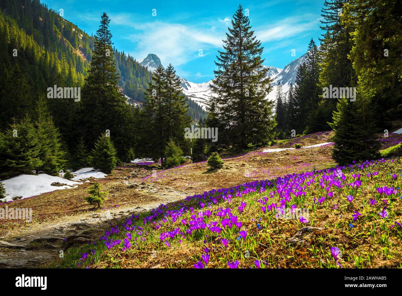 Stunning alpine spring landscape, wonderful forest glade with fresh colorful purple crocus flowers and high snowy mountains in background, Fagaras mou Stock Photo