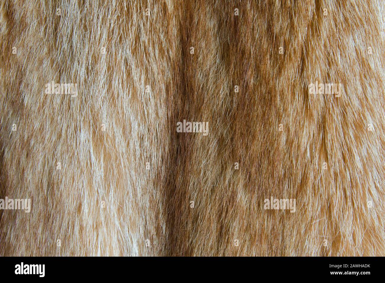Texture of natural raccoon fur. Brown fur with long villi. Stock Photo