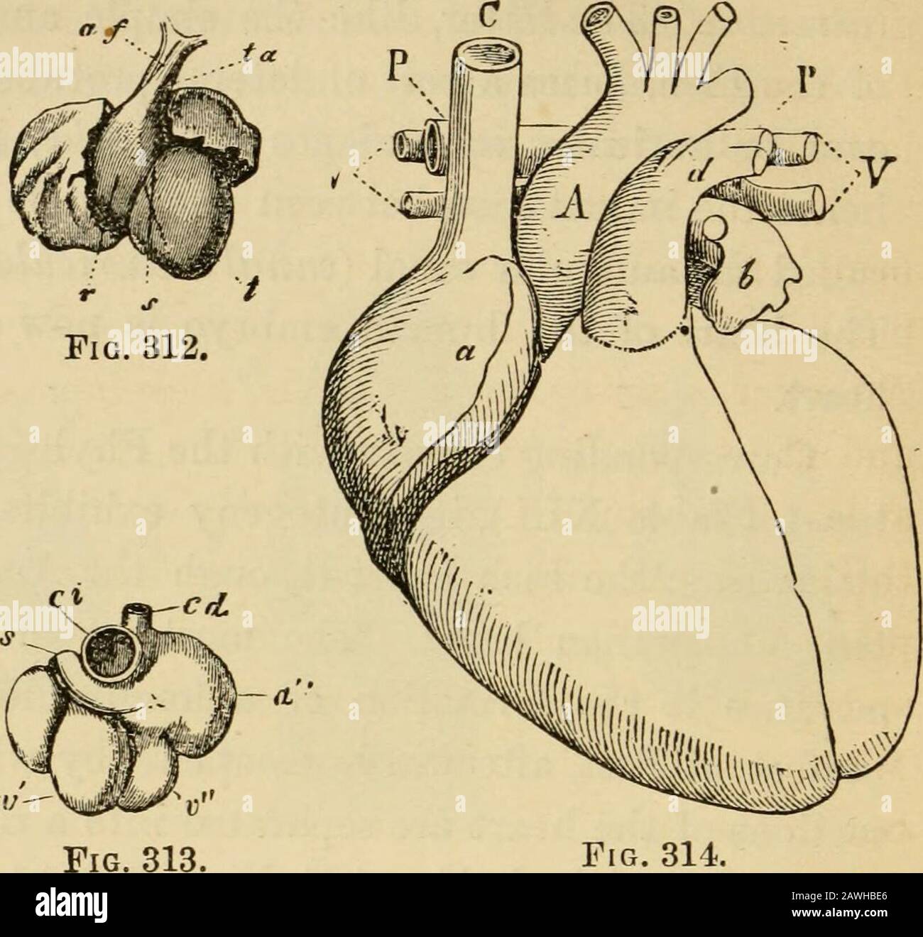 The Evolution Of Man A Popular Exposition Of The Principal Points Of The Evolution Of Man A Popular Exposition Of The Principal Points Of