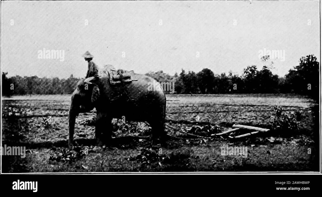 Burma . theby-season—and which has served for pasture in the interval—has got thoroughlywater-logged. The soil is then turned, about six inches deep, with a woodenplough {ti, Nos. 102, 119) bearing a shoe of bronze or iron. Where elephantsare available a large ton is used which does the work of four ploughs. Theclods left by the plough are broken fine, and the wet soil worked into slushby herds of buffaloes driven round and round in the fields. If there arenot enough cattle, the plough-clods are worked down with harrows drawn bybuffaloes or oxen (No. 325). A rotary implement is coming into use Stock Photo