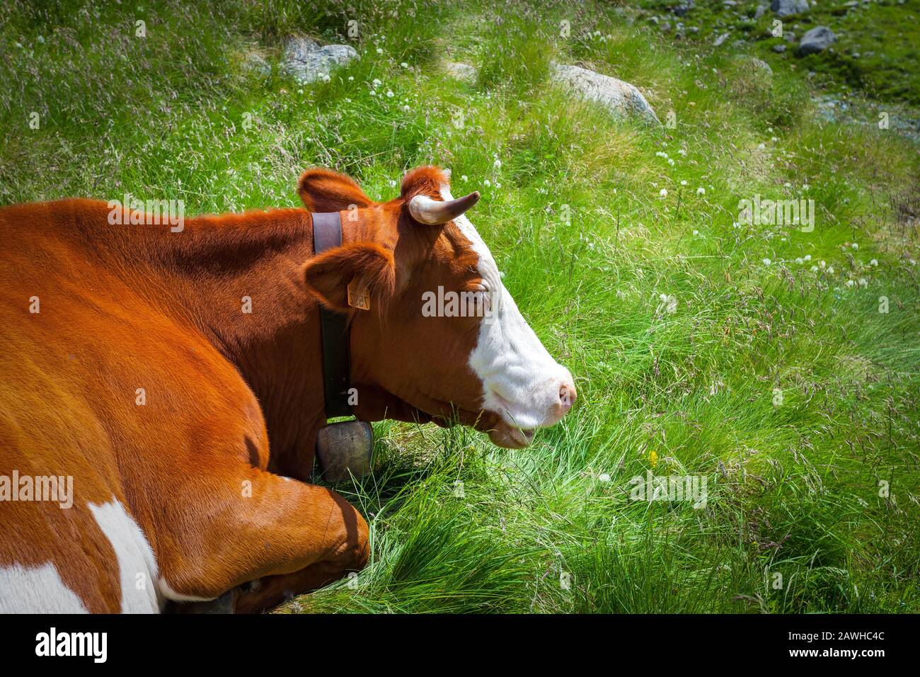 Brown alpine cow hi-res stock photography and images - Alamy