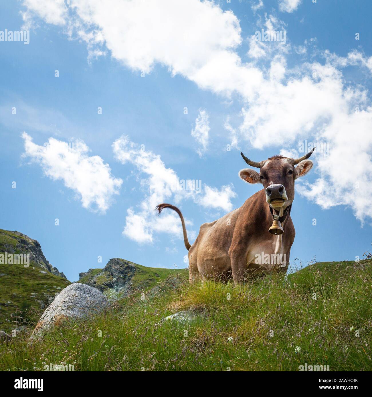 portrait of brown alpine cow grazing Stock Photo - Alamy