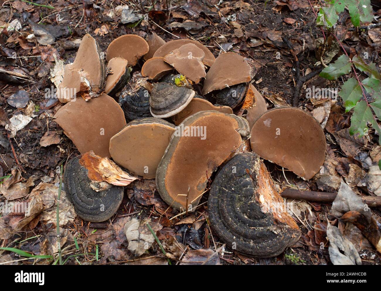 Black Bristle Bracket mushrooms (Phellinus nigricans) collected from the trunk of a dead paper birch tree (Betula papyrifera), in Troy, Montana. Stock Photo