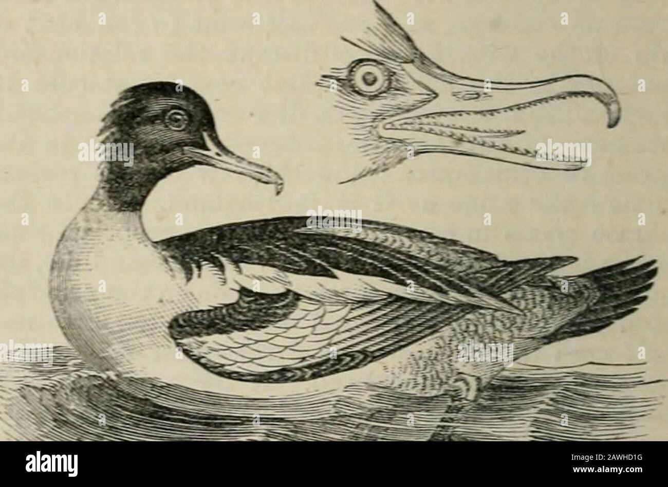 Largest web footed bird