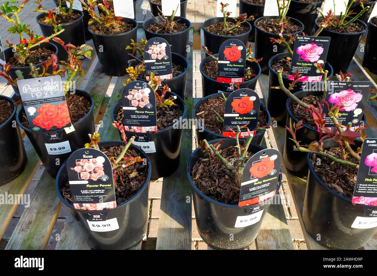 A display of Bush and Patio flowering roses for sale for spring planting in a North Yorkshire Garden Centre Stock Photo
