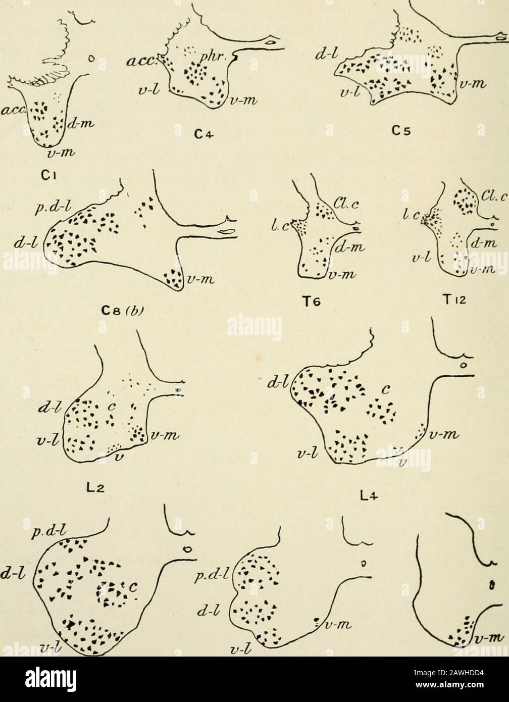 The anatomy of the nervous system, from the standpoint of development ...