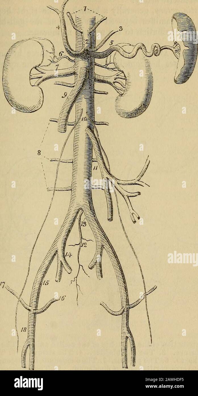 The anatomist's vade mecum : a system of human anatomy . ca dextra,I rancreatico-duodenalis.Cystic,The Pyloric branch, given off from the hepatic near the pylorus, isdistributed to the commencement of the duodenum and to the lessercmve of the stomach, where it inosculates with the gastric artery. The Gastro-duodenalis artery is a short but large trunk, whichdescends behind the pylorus, and divides into two branches, thegastro-epiploica dextra, and pancreatico-duodenalis. Previously to itsdivision it gives off some inferior pyloric branches to the small endof the stomach. The Gastro-epiploica d Stock Photo