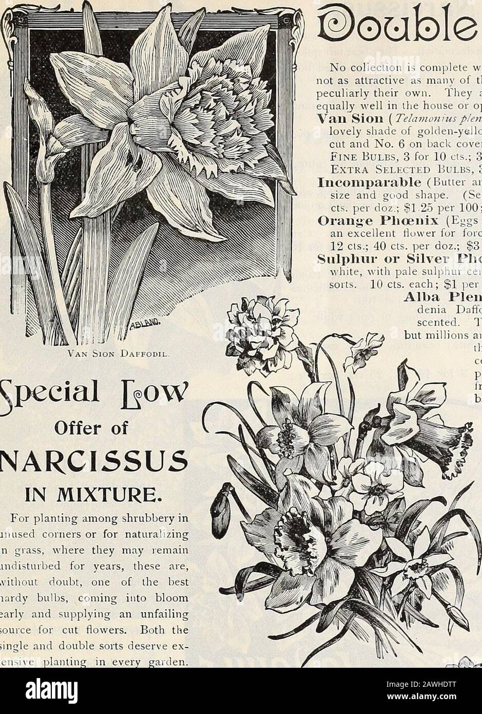 Dreer's autumn catalogue : 1899 bulbs plants, seeds, etc . rfect form of  the Poets Narcissus. Itis more symmetrical than the old Poeticus and blooms  a month earlier;flowers large, pure white, cup