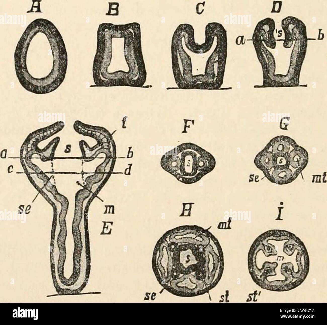 Text-book of comparative anatomy . gastric pouches of the Scyphula (G, mt). TheVOL. I K 130 COMPARA TIVE ANA TOMY CHAP. neighbouring endodermal walls of every 2 gastric pouches apply themselves to eachother and form the partition walls or septa (H, se), which are continued also, withfree axial edges, into the central gastric cavity, and there form the so-called gastricridges. The first 4 tentacles (E, t), arise around the oral disc as outgrowths of theectoderm and endoderm. The encloderm forms a solid axis in the tentacles, whicharise over the 4 gastric pouches, and which increase in number la Stock Photo