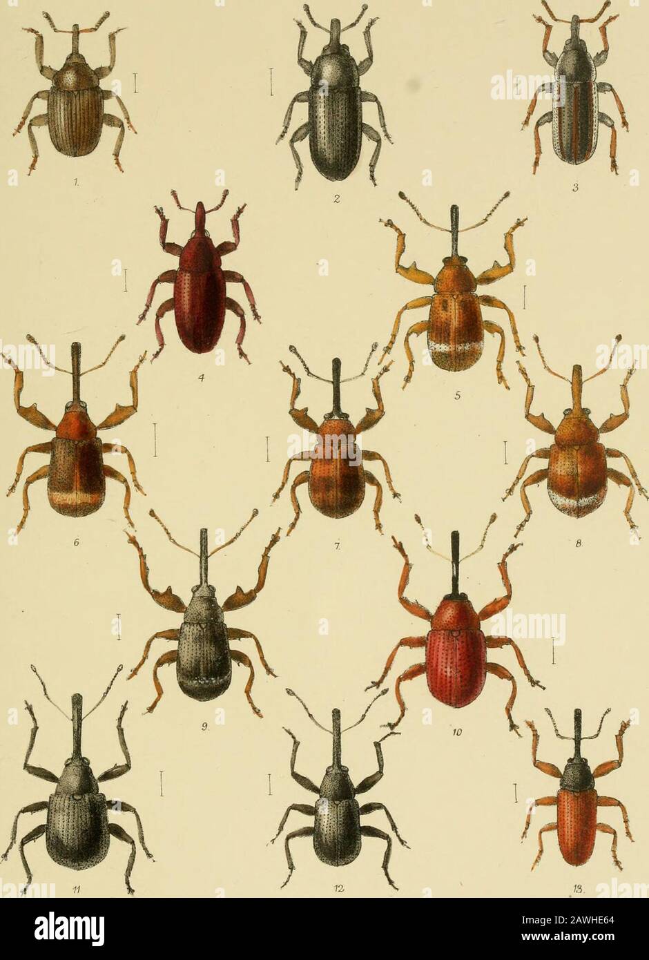 The Coleoptera of the British islandsA descriptive account of the families, genera, and species indigenous to Great Britain and Ireland, with notes as to localities, habitats, etc . P.lfor^aiid.el,etlith Vincent Brool^s,Day &,.SonlTap L Reeve 5l C° London. !TY ,. USA PLATE CLXX. Fig. I. Gymuetron coUinus, GyU. 2. Mecinus pyraster, Herhst. y. ,, circulatus. Marsh. 4. ,, coUaris, Germ. 5. Anthouoinus ulmi, De U. 6. „ „ ,. var. 7. ,, Rosina;, Ves (iozis. 8. „ pedicularius, L.i). ,, pomorum, L. 10. ,, varians, Payl:. 11. ,, rubi, Herhst. 12. ,, comari, Crotch. 13. Brachouyx piueti, Payl-: {indige Stock Photo