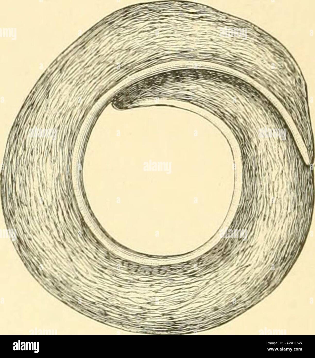 Nassa reticulata hi-res stock photography and images - Alamy
