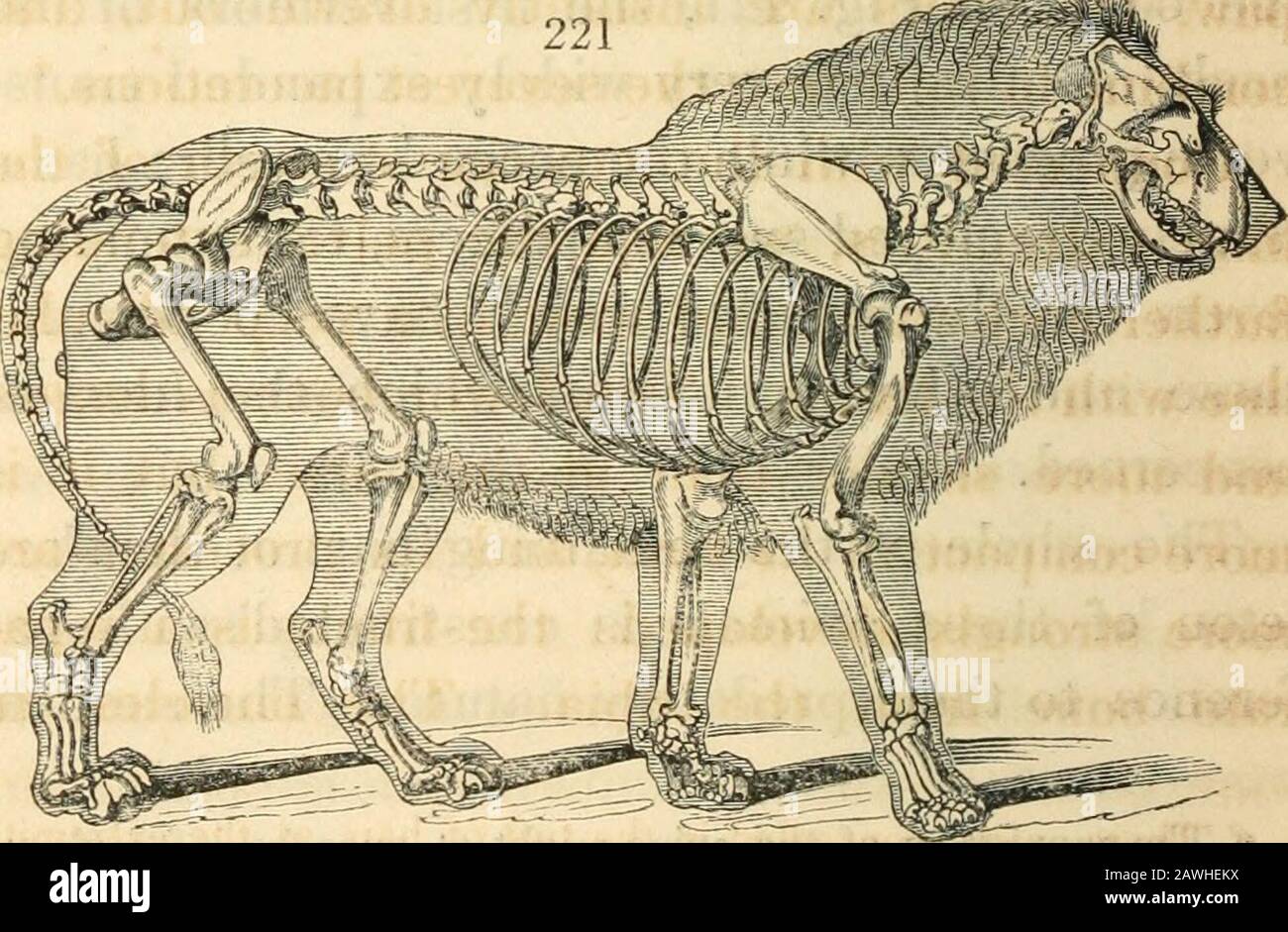 Animal and vegetable physiology, considered with reference to natural theology, by Peter Mark Roget .. . predatory nature. The sudden * The suppleness of the spine might at once be inferred, onthe simple inspection of the skeleton, from the circumstance thatthe vertebrae of the neck and loins have a comparatively smalldevelopement of their spinous processes. VOL. I. MM 530 THE MECHANICAL FUNCTIONS. springs with which they pounce upon theirprey must impart to the whole osseous frame themost violent concussion. The first stroke withwhich they attempt the destruction of theirvictims is given with Stock Photo