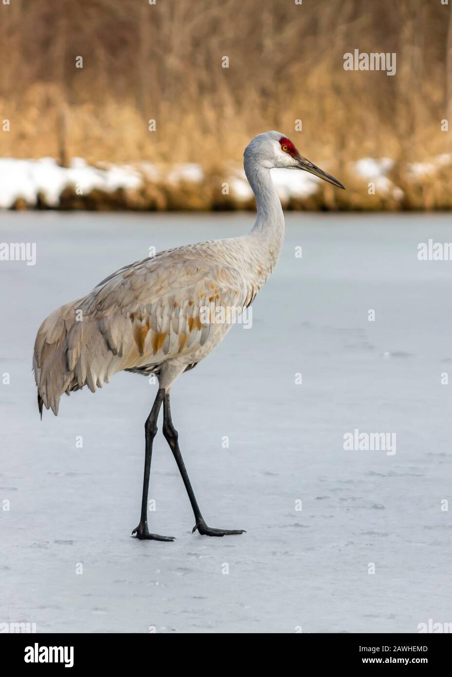 Beautiful sandhill crane walking on the frozen lake. Grey and brown