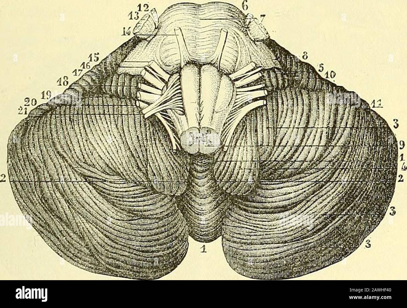 Quain's elements of anatomy . where they are less marked than on the hemispheres. More-over, the laminas on that become reduced in number, the posteriorsuperior lobe being, indeed, represented on the worm only l&gt;y a singlewell-marked lamina, the m-csdled folium cacuminis (fig. 277, below c). 2. On the under surface of the cerebellum, a. On the lateral hemi-spheres. From behind forwards are enumerated the posterior inferiorlohe (fig. 276, ^j^), the slender lobe {g), the biventral lobe (bi), theamygdala (fig. 278, 4) and the flocculus (fig. 276,/). The first threeare of considerable extent; t Stock Photo