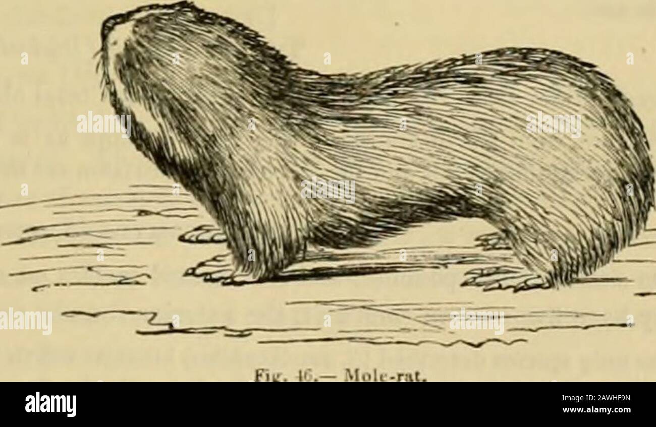 The animal kingdom : arranged after its organization, forming a natural history of animals, and an introduction to comparative anatomy . he number of their toes is accordingly inverse to that of The animal kingdom : arranged after its organization, forming a natural history of animals, and an introduction to comparative anatomy . he number of their toes is accordingly inverse to that of
