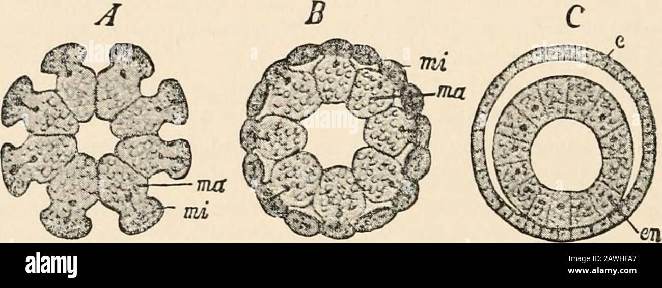 Text-book of comparative anatomy . erical germ form a single layer ...