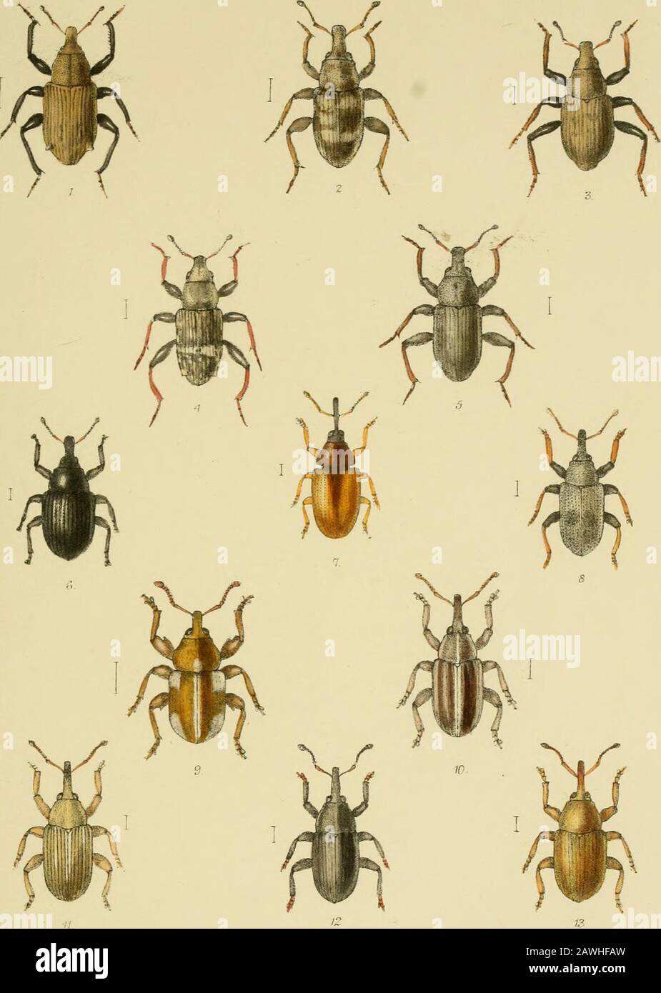 The Coleoptera of the British islandsA descriptive account of the families, genera, and species indigenous to Great Britain and Ireland, with notes as to localities, habitats, etc . R.Mor{5arLdel,6Tt-lith. l^TCcrtt Bro oks, D ay & S a i Imp. L Reeve 8c C?lojidon. iTY•J 3 A PLATE CLXVIII. Fig. 1. Bagous nodulosus, Gyll {hinndulm, Thouis.). 2. ,, argillaceus, Gijll {inceratm, Brit. Cat.). 3. „ limosus, Gyll (subcarinatiM, Sharps Cat.). 4. „ tenipestivus, Herbd. 5. „ brevis, Schiinh. 6. Anoplns plantarls, Naez. 7. Acalyptus carpini, F. {v. rufipennis, Gyll). 8. EUeschus bipunctatus, L 9. Tychius Stock Photo