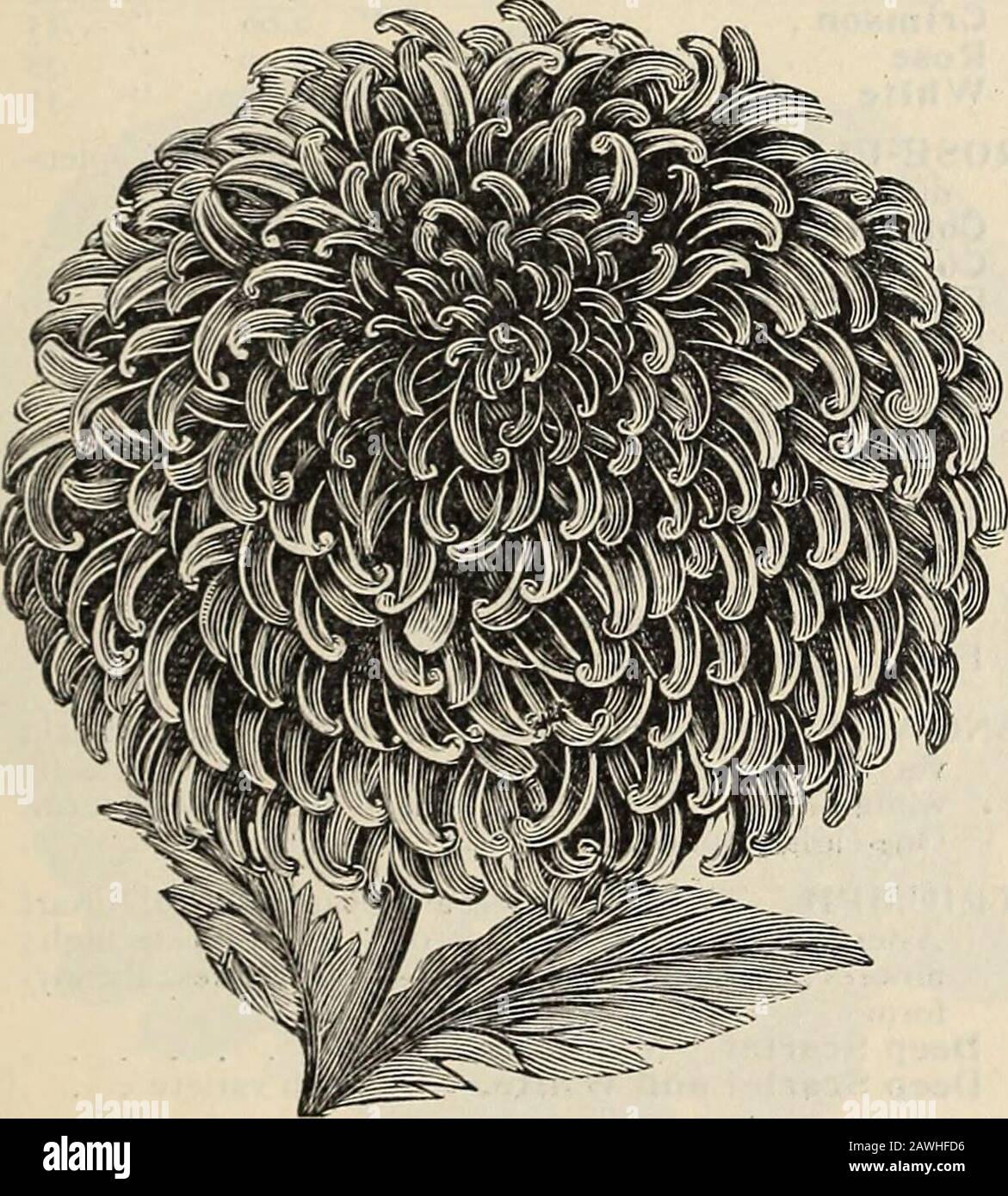 R& JFarquhar and Co'scatalogue, 1897 : reliable tested seeds plants, bulbs fertilizers tools, etc. . mbing peren-nial; foliage large and beautiful. Thirty feet . . .10 625 ARMERIA Formosa. (Thrift, or Sea Pink.) A low perennial plant with beautiful, dark-crimson flowers 05 630 — Maritima Splendens. Dark rose. One foot . .05 635 ARNEBIA Cornuta. Half-hardy annual ; yellow and maroon. One foot 20 640 ARTEMISIA Gracilis. Omamental-foliaged hardy annual 05 645 ASCLEPIAS Curassavica. .Showy perennial with brilliant scarlet (lowers ; j^rotect in winter 05 650 Tuberosa. Beautiful orange ; hardy peren Stock Photo