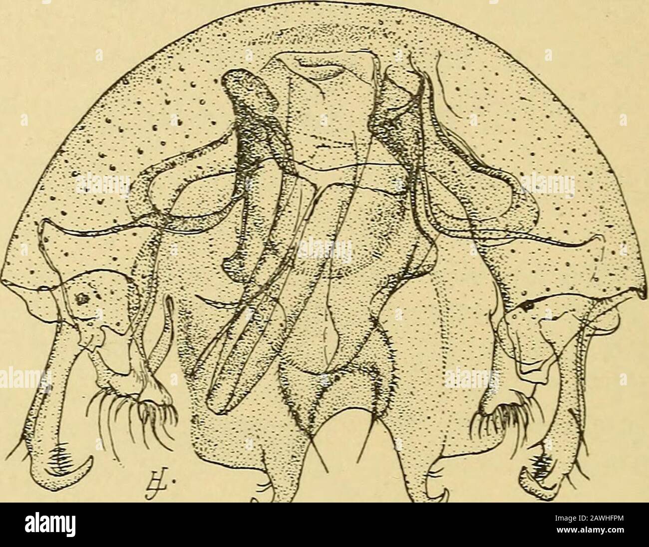 19 N A Unknown N A High Resolution Stock Photography And Images Alamy
