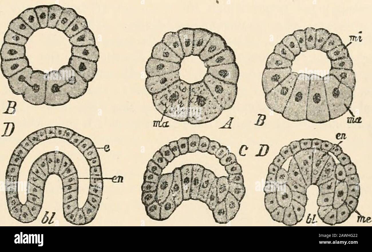 B Blastula High Resolution Stock Photography And Images Alamy